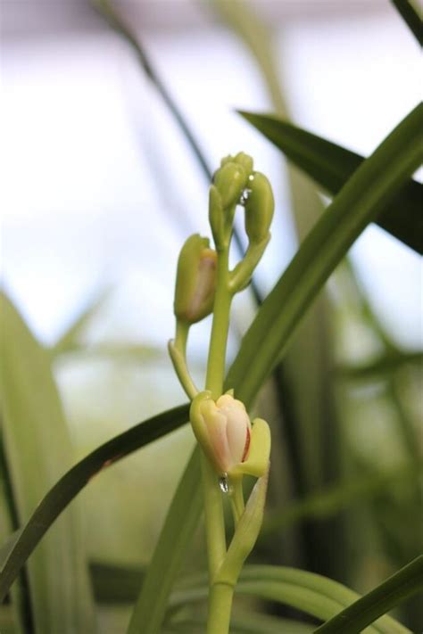 蘭花種植材料|蘭花怎麼種才漂亮？專業蘭花栽培指南全公開！ 